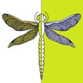 Beautiful dragonfly with colorful wings.Contrast card. Hand draw