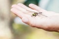 Beautiful dragonfly with a damaged the wing sits on a human his Royalty Free Stock Photo