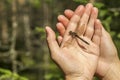 Beautiful dragonfly with a damaged the wing sits on a human his Royalty Free Stock Photo