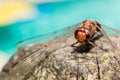 Beautiful Dragonfly detailed shot. Macro red and blue colors.