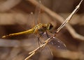 Beautiful dragonfly