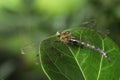 Beautiful dragonfly on green leaf outdoors, macro view Royalty Free Stock Photo