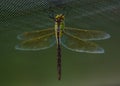 A beautiful dragonfly have rested