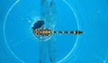 A Beautiful Dragonfly ,And Her Wing ,Sitting ,Blue Background Royalty Free Stock Photo