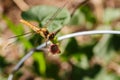 A beautiful dragonfly with its eyes photoreceptors and nose incredibly visible.