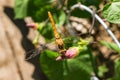 A beautiful dragonfly with its eyes photoreceptors visible.