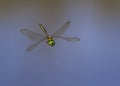 beautiful dragonfly with large eyes and shining wings flying over the pond right