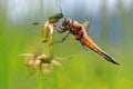 Beautiful dragonfly - Libellula quadrimaculata