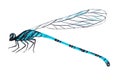 A beautiful dragonfly painted in watercolor isolated on a white background. Royalty Free Stock Photo