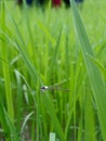 A beautiful dragonfly perched on a green rice leaf Royalty Free Stock Photo