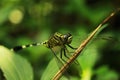 beautiful dragonfly perched on a tree branch with bokeh background, macro photography Royalty Free Stock Photo