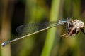 Beautiful dragonfly Royalty Free Stock Photo