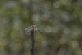 A dragonfly rests on a branch with its wings moved forward Royalty Free Stock Photo