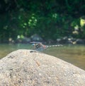 A beautiful dragonfly in the river