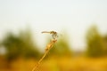 Beautiful dragonfly sits on a dry blade of grass. Autumn mood