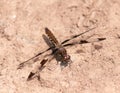 Beautiful dragonfly sitting on the ground to rest for a bit