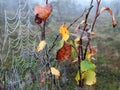 Beautiful dragonfly and spider net with morning dew , Lithuania Royalty Free Stock Photo