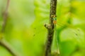 A beautiful dragonfly on a summer day sits on a green leaf with