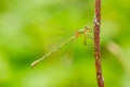 A beautiful dragonfly on a summer day sits on a green leaf with