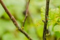 A beautiful dragonfly on a summer day sits on a green leaf with