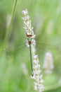 Dragonfly closeup beautiful wings on Lavender