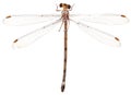 Beautiful dragonfly with wings isolated on white background Royalty Free Stock Photo