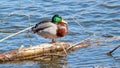 beautiful drake mallard resting on a branch Royalty Free Stock Photo
