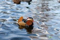 A beautiful drake mandarin duck Aix galericulata with natural patterns of orange color and red beak floats on the lake on the Royalty Free Stock Photo