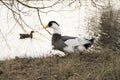 Beautiful drake standing on the shore of the lake in early spring