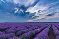 Beautiful dramatic stormy sky  over a field of lavender with a rainbow scarf and wind turbines Royalty Free Stock Photo