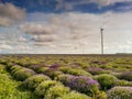 Beautiful dramatic stormy sky with white clouds over a field of lavender and wind turbines