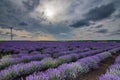 Beautiful dramatic stormy sky with white clouds over a field of lavender and wind turbines