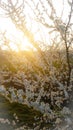 Beautiful dramatic sunset behind a tree in bloom Royalty Free Stock Photo