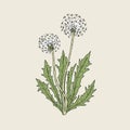 Beautiful drawing of dandelion plant with ripe seed heads or blowballs growing on green stems and leaves. Meadow flower