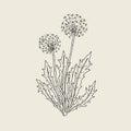 Beautiful drawing of dandelion plant with ripe seed heads or blowballs growing on stems and leaves. Meadow flower or