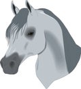 Beautiful drawing, head of horse Royalty Free Stock Photo