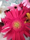 Beautiful dreamstime images of Pink colour sunflowers Along with different colors sunflower