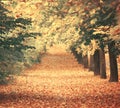Beautiful dreamy autumn forest with walkiing path Royalty Free Stock Photo