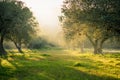 Beautiful dreamy forest haze sunlight