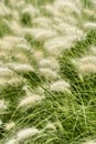 Beautiful dreamy landscape image of ornamental fountain grass Pennisetum Alopecuroides in English country garden border
