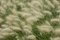 Beautiful dreamy landscape image of ornamental fountain grass Pennisetum Alopecuroides in English country garden border