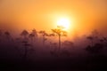 A beautiful, dreamy morning scenery of sun rising above a misty marsh. Colorful, artistic look.