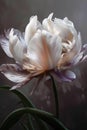 Beautiful dreamy pastel flower photograph. Tulip in bloom. Purple and white petals peony abstract background.