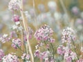 Beautiful dreamy red pink wild flowers, blurry background Royalty Free Stock Photo