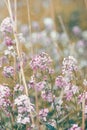 Beautiful dreamy red pink wild flowers, blurry background Royalty Free Stock Photo