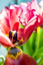 Beautiful dreamy tulips Royalty Free Stock Photo