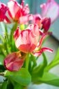 Beautiful dreamy tulips Royalty Free Stock Photo