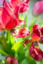 Beautiful dreamy tulips Royalty Free Stock Photo