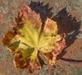 Dried grape vine leaf colored with the typical autumn hues on a colorful background Royalty Free Stock Photo