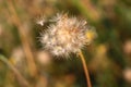 Beautiful of dried grass flower